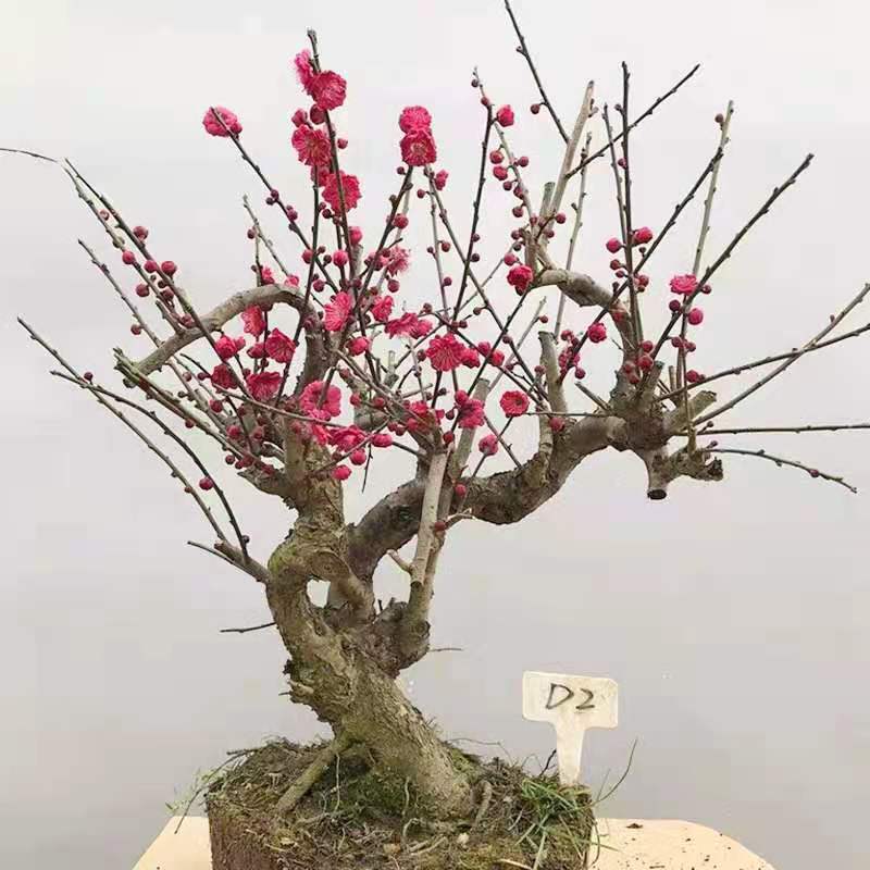 梅花盆栽老桩红梅腊梅盆景树苗好养花卉耐寒植物室内阳台庭院