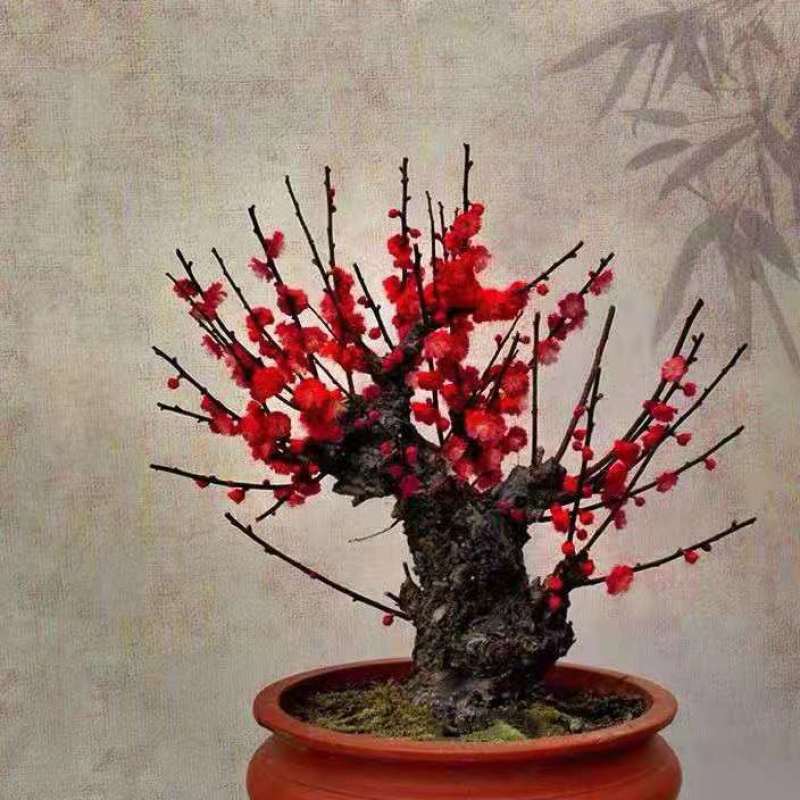 梅花盆栽老桩红梅腊梅盆景树苗好养花卉耐寒植物室内阳台庭院