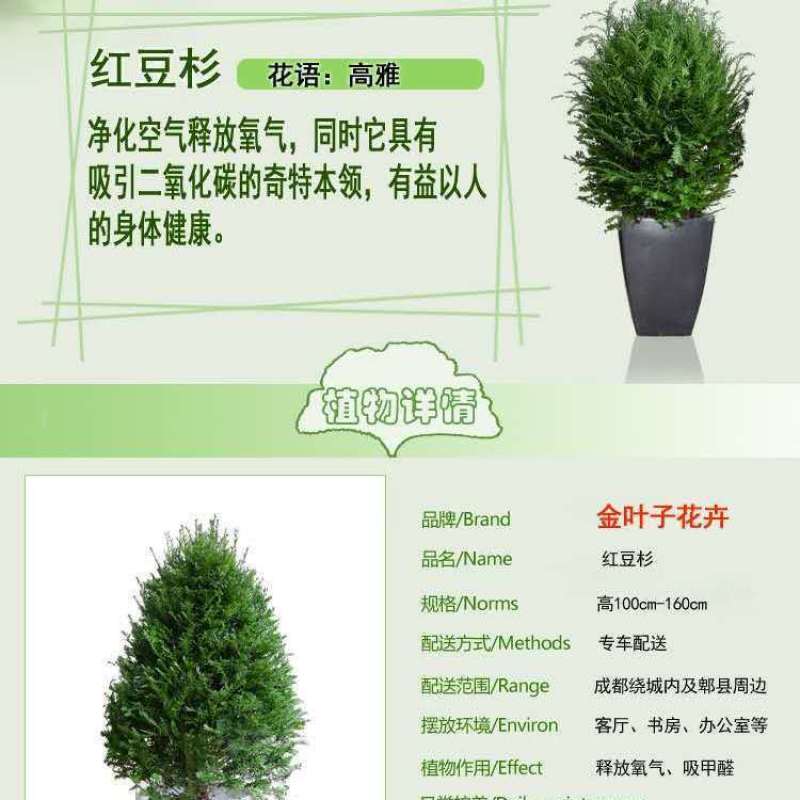 红豆杉盆栽正宗曼地亚红豆杉盆景客厅加湿净化空气红豆杉耐寒
