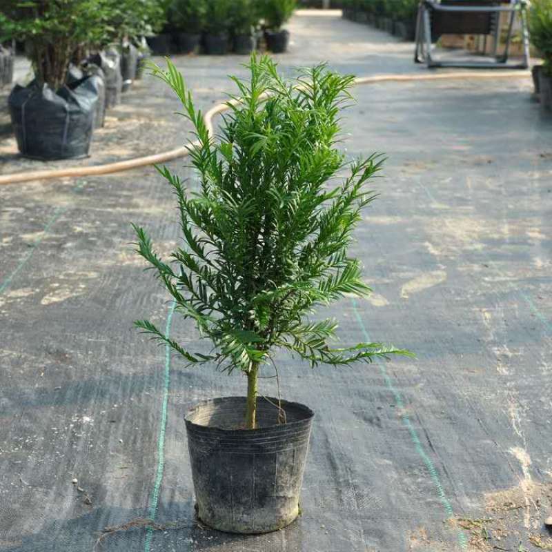 红豆杉盆栽正宗曼地亚红豆杉盆景客厅加湿净化空气红豆杉耐寒