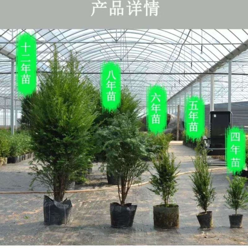 红豆杉盆栽正宗曼地亚红豆杉盆景客厅加湿净化空气红豆杉耐寒
