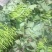 西瓜红脱毒大田苗供应，有意向需要的联系我