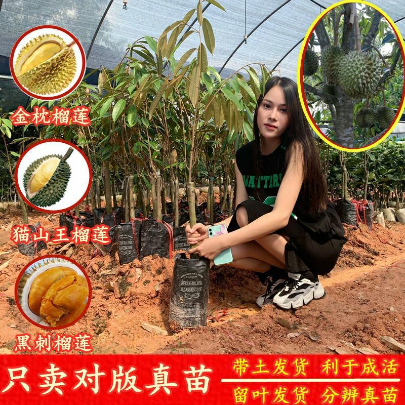 新品种水果苗泰国金枕榴莲树苗