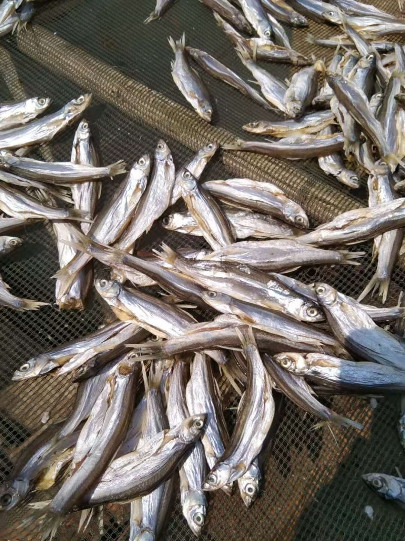 开肚中条白条鱼干10公分左右