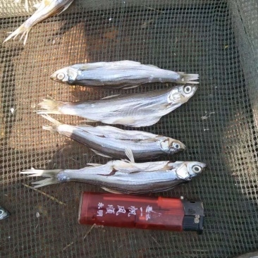 开肚中条白条鱼干10公分左右
