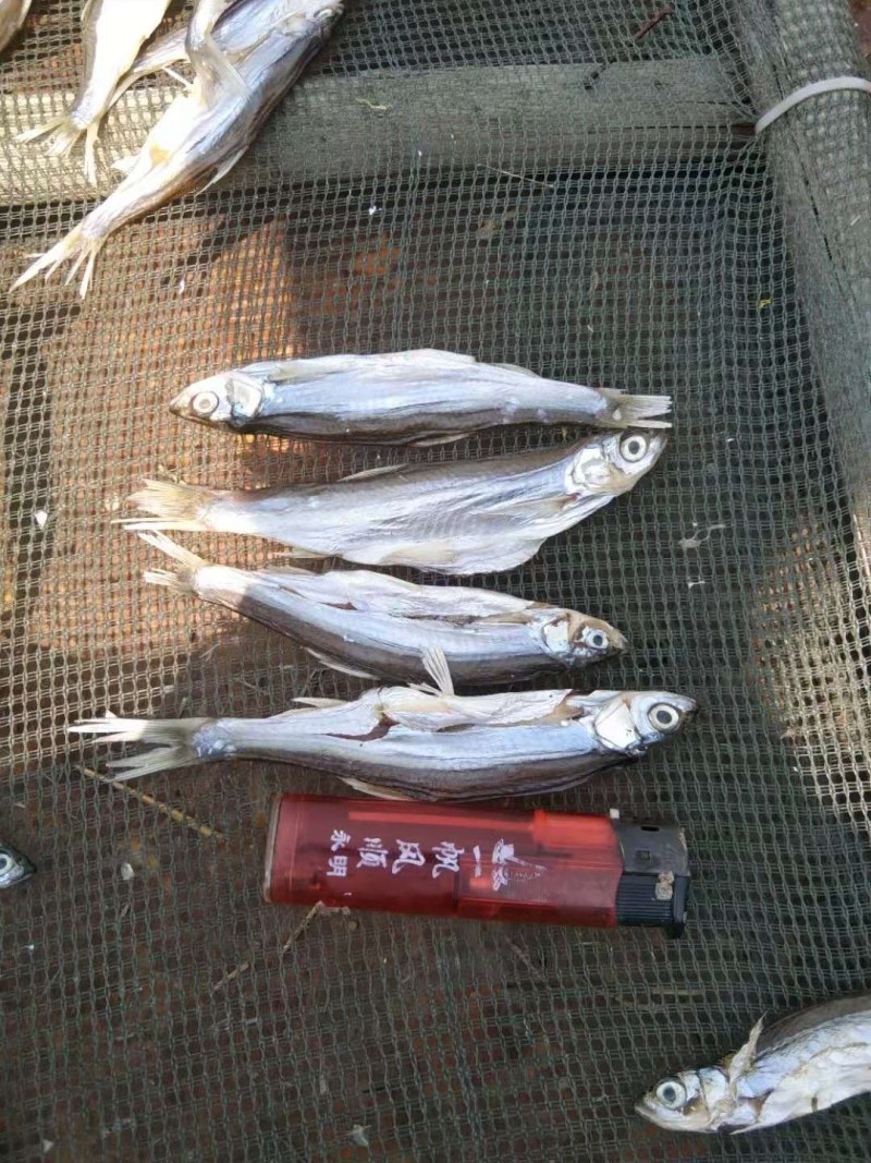 开肚中条白条鱼干10公分左右