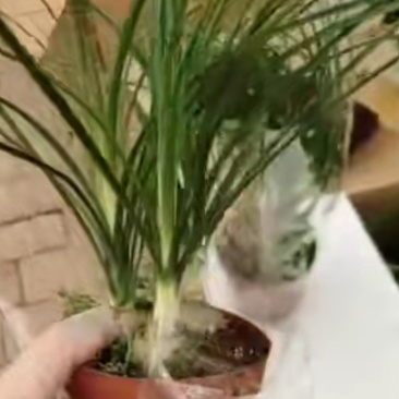 酒瓶兰象腿树，一盆三棵