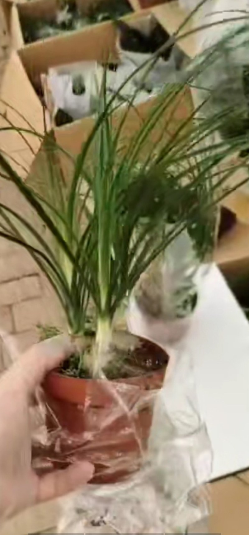酒瓶兰象腿树，一盆三棵