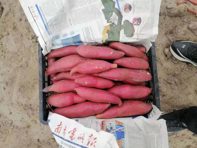西瓜红，601，红心玉，湖北大叶，等各类品种大田脱毒苗，