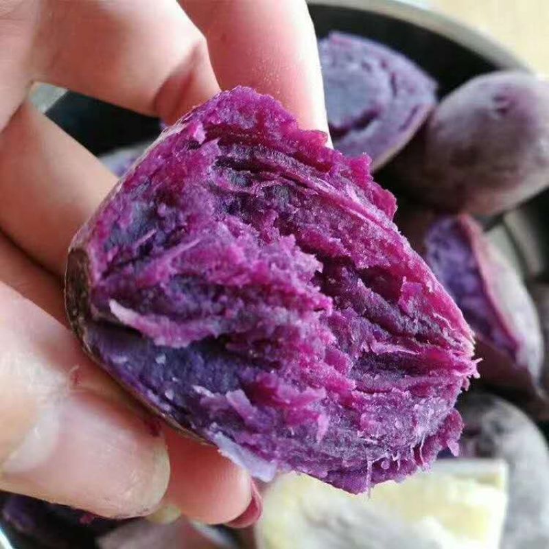 花叶圆叶紫罗兰紫薯等各种大田脱毒苗需要的联系我