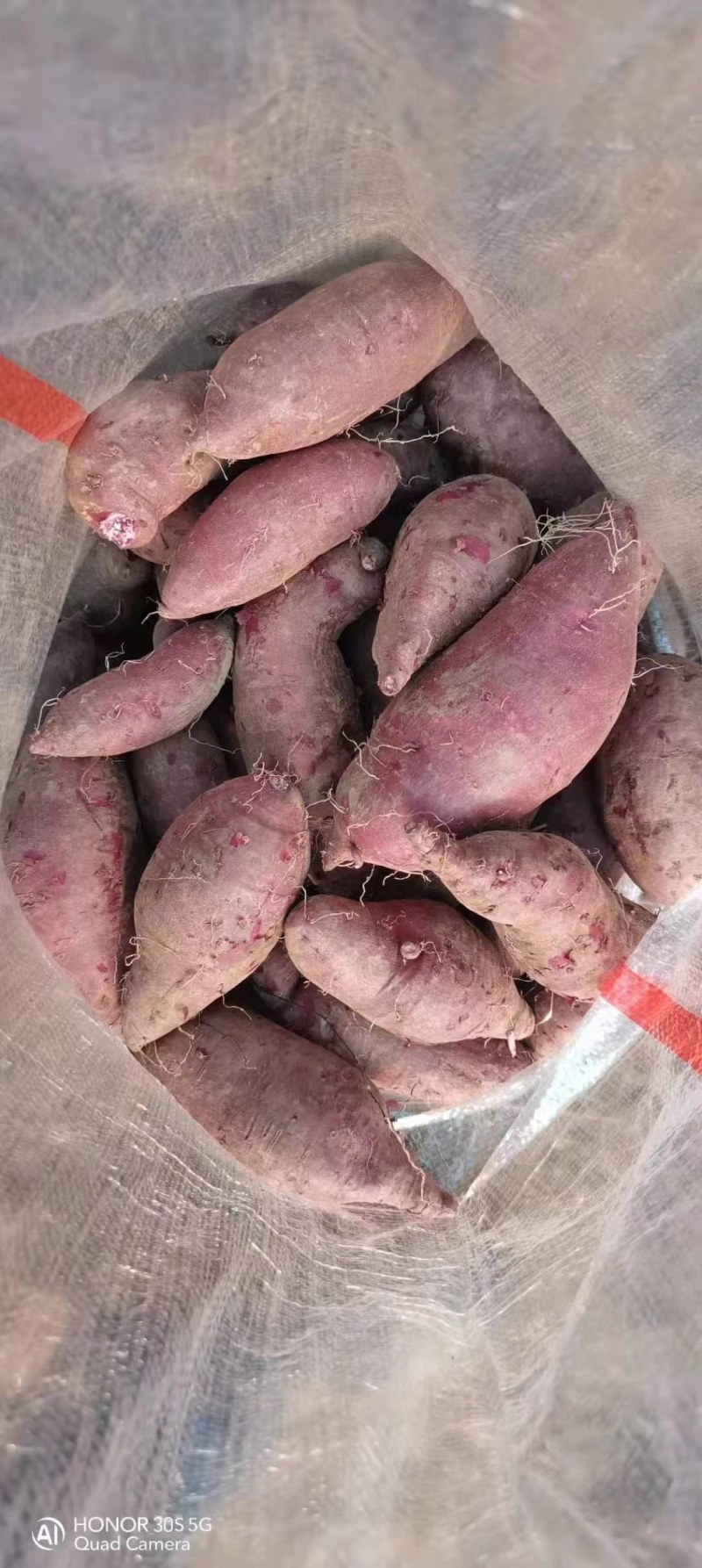 花叶圆叶紫罗兰紫薯等各种大田脱毒苗需要的联系我