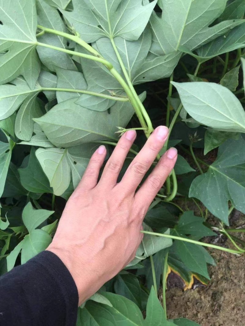 花叶圆叶紫罗兰紫薯等各种大田脱毒苗需要的联系我