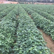 花叶圆叶紫罗兰紫薯等各种大田脱毒苗需要的联系我