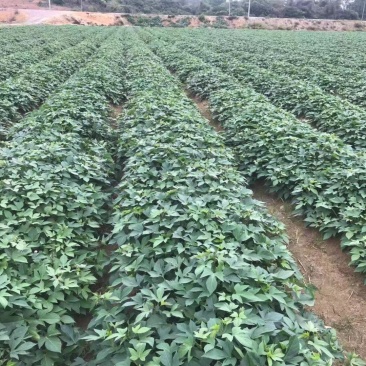 花叶圆叶紫罗兰紫薯等各种大田脱毒苗需要的联系我