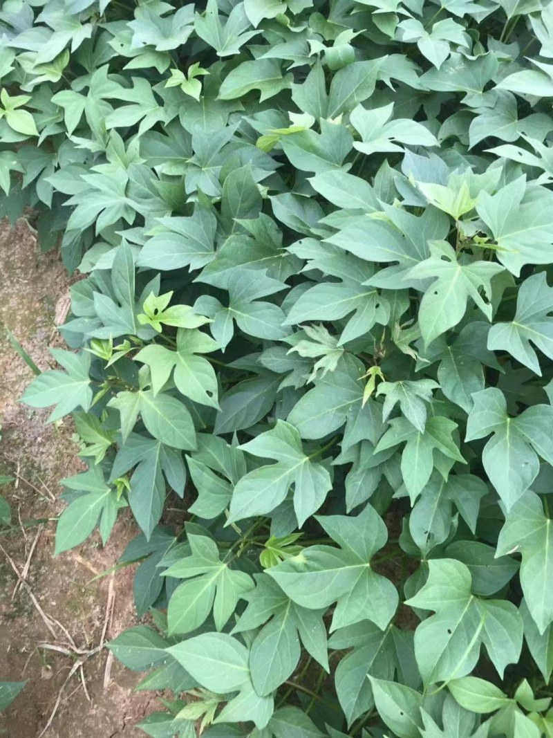 花叶圆叶紫罗兰紫薯等各种大田脱毒苗需要的联系我