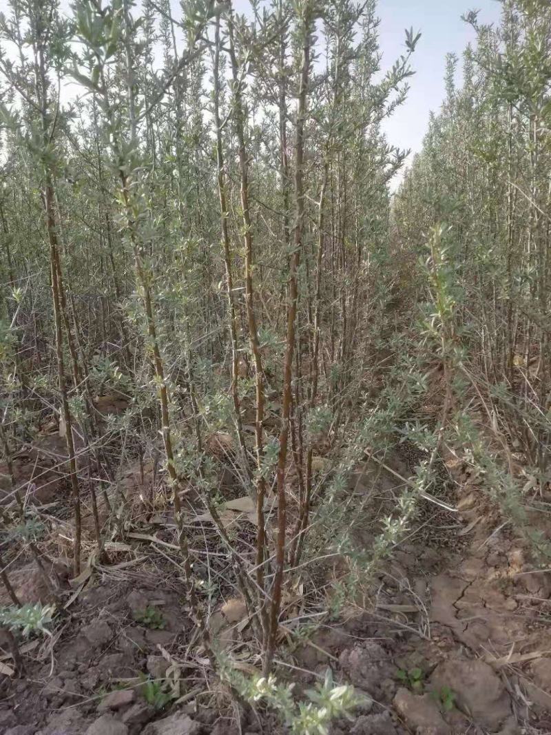 深秋红大果沙棘苗一年生二年生三年生