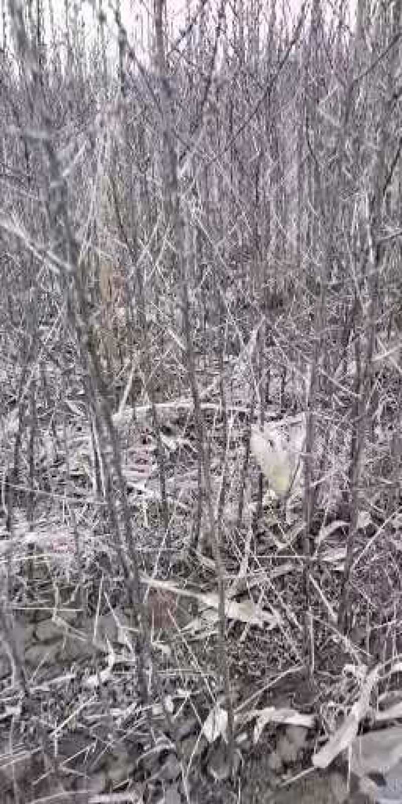深秋红大果沙棘苗一年生二年生三年生
