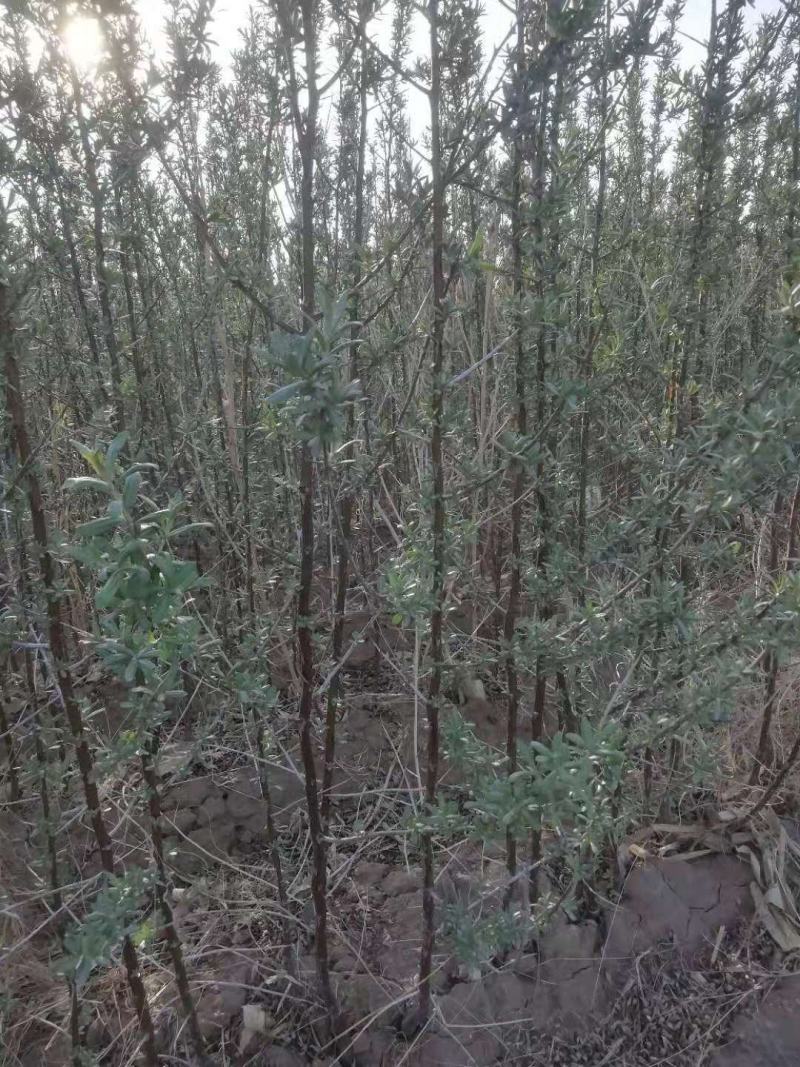 深秋红大果沙棘苗一年生二年生三年生