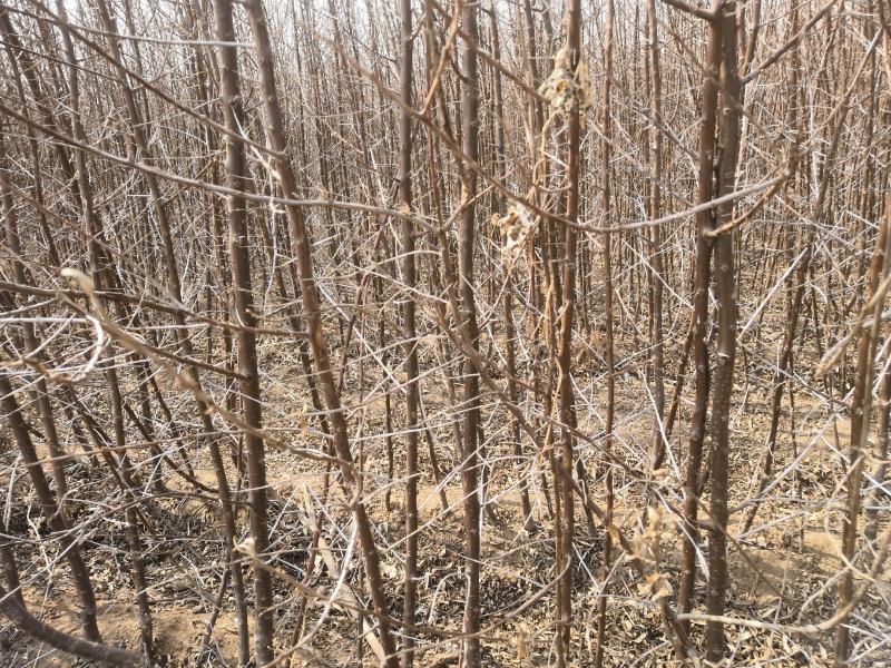 深秋红大果沙棘苗一年生二年生三年生
