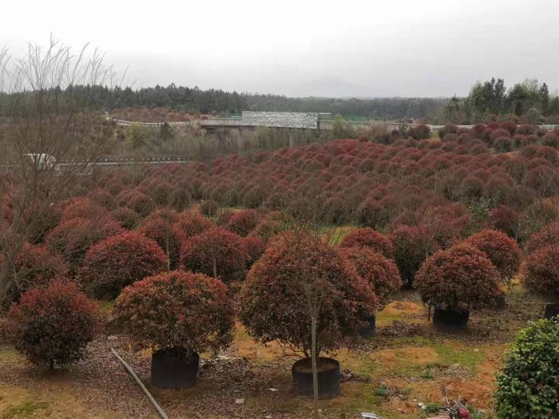 枫香小苗，枫香各种规格，1到30公分，枫香，各种规格，供