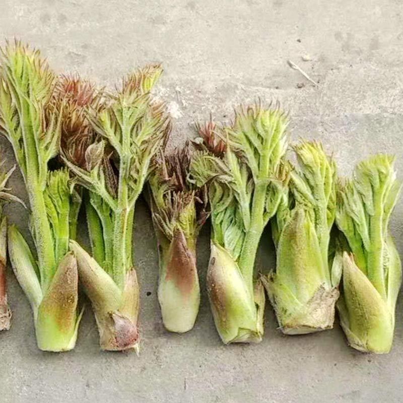 刺老芽刺老包露天刺老芽贵州山野菜
