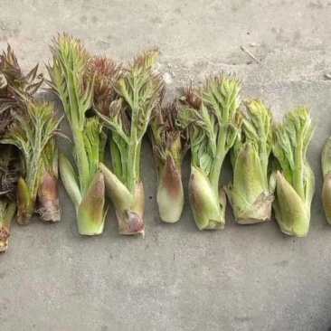 刺老芽刺老包露天刺老芽贵州山野菜