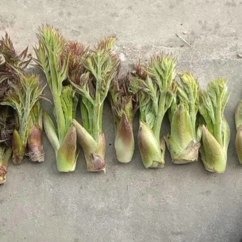 刺老芽刺老包露天刺老芽贵州山野菜