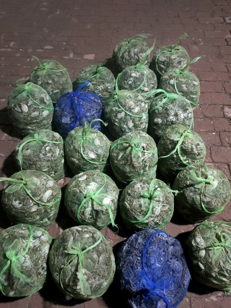 山东大闸蟹，底板干净，肉质鲜嫩
