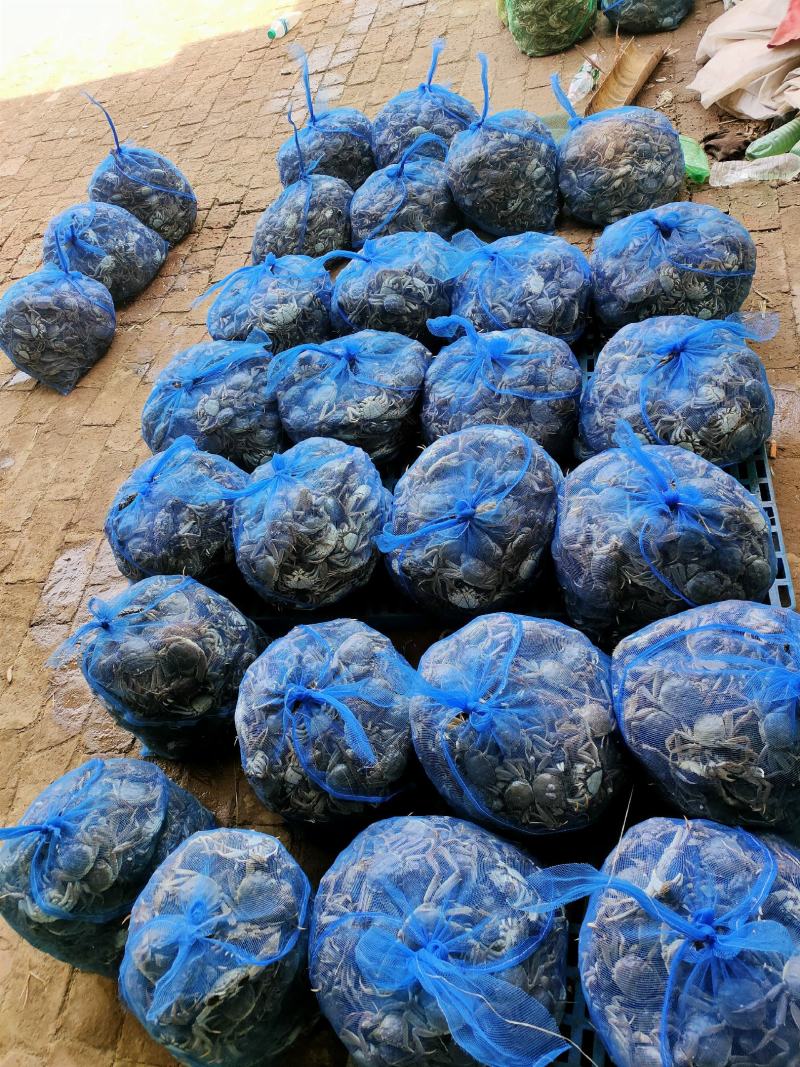 山东大闸蟹，底板干净，肉质鲜嫩