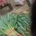 兴平蔬菜经济代购员，欢迎大家订单