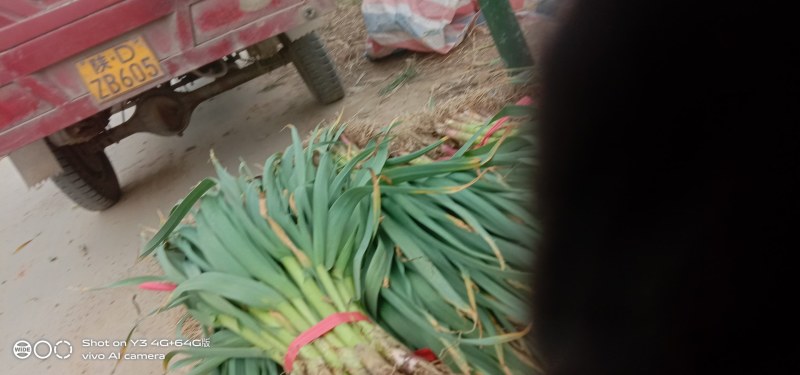 兴平蔬菜经济代购员，欢迎大家订单