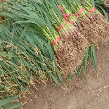 兴平蔬菜经济代购员，欢迎大家订单