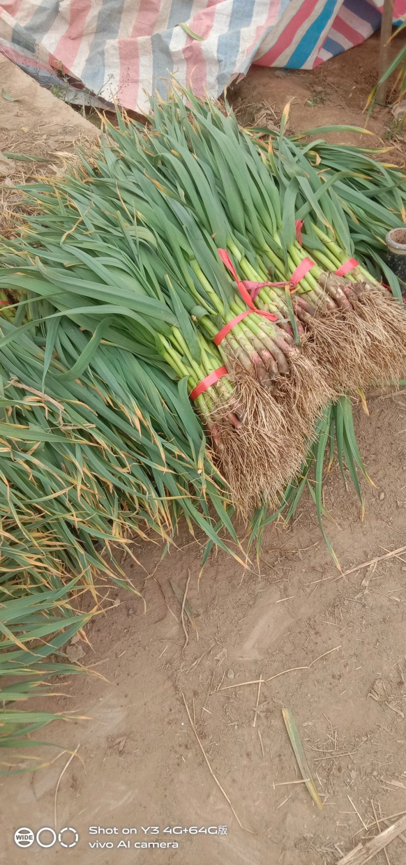 兴平蔬菜经济代购员，欢迎大家订单