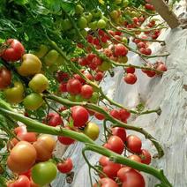 山东菏泽定陶西红柿大量上市，好通货，货源充足