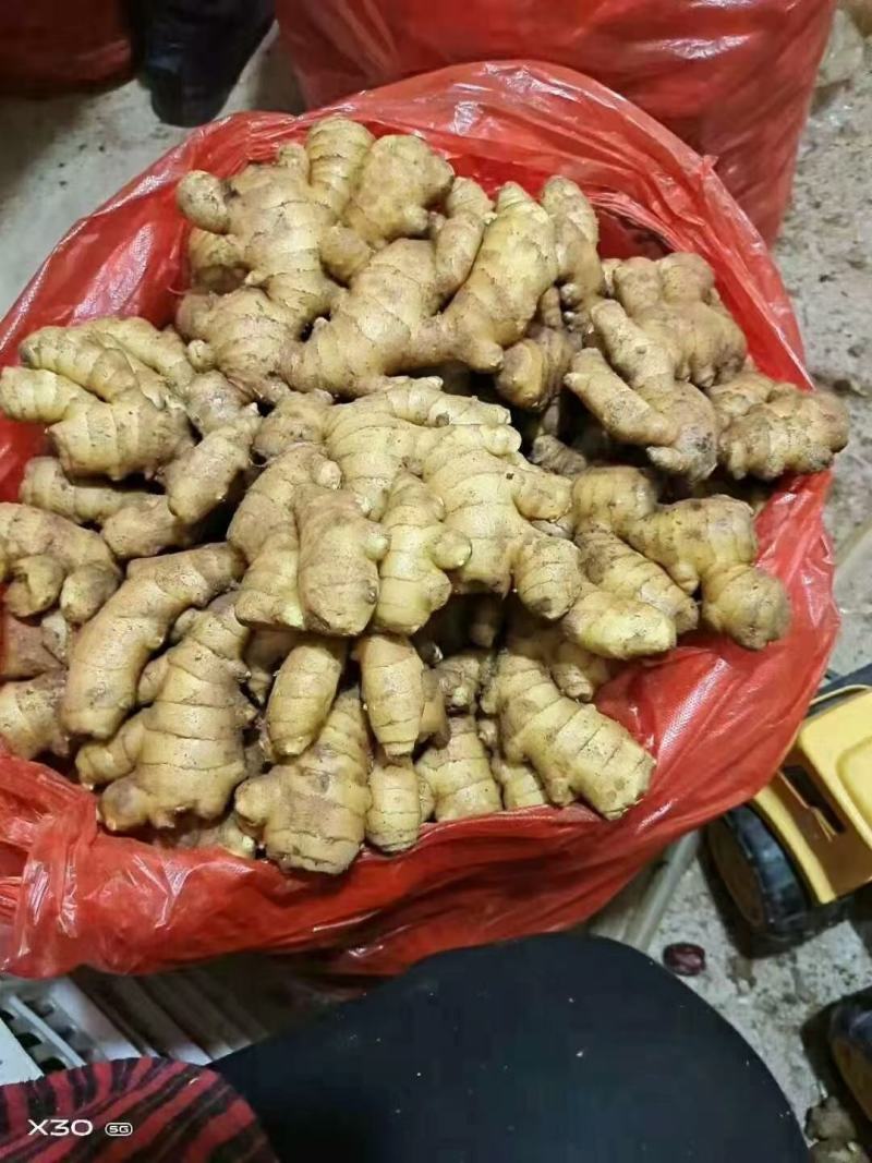 全国发货山东生姜产地直销，价格便宜货源充足