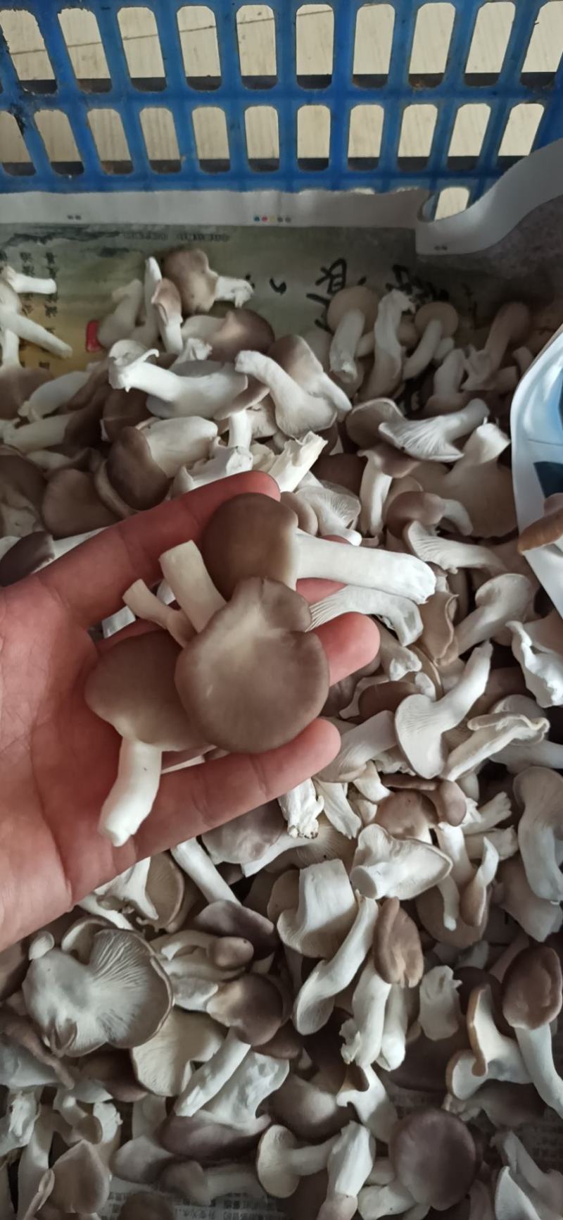 秀珍菇真秀台秀欢迎新老客户询问