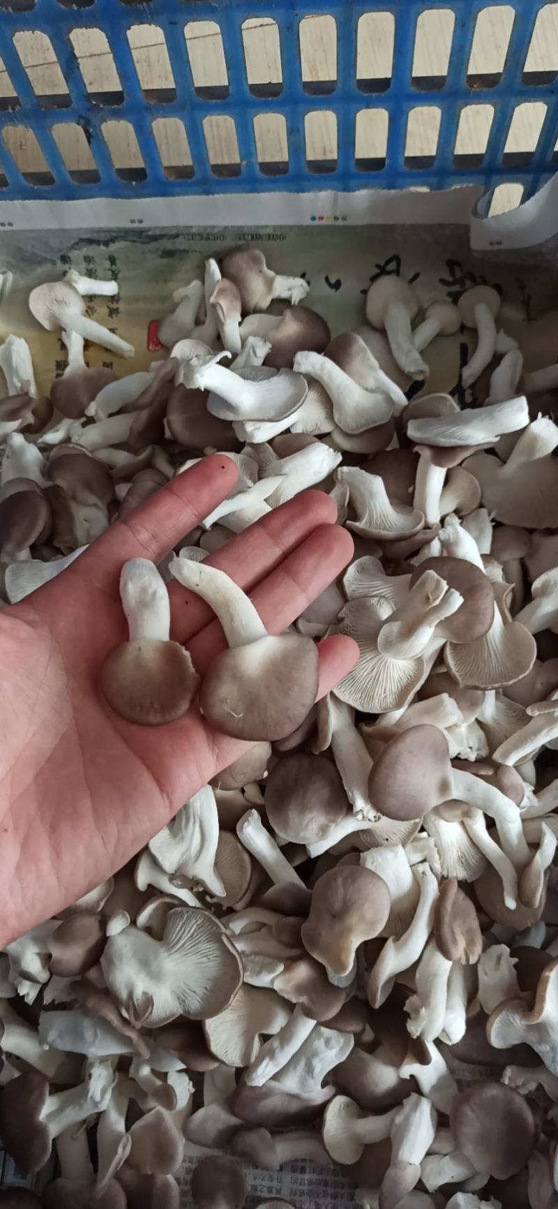 秀珍菇真秀台秀欢迎新老客户询问