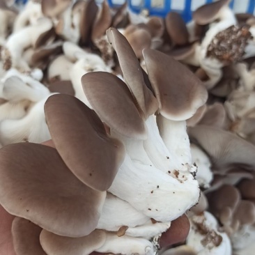 秀珍菇真秀台秀欢迎新老客户询问