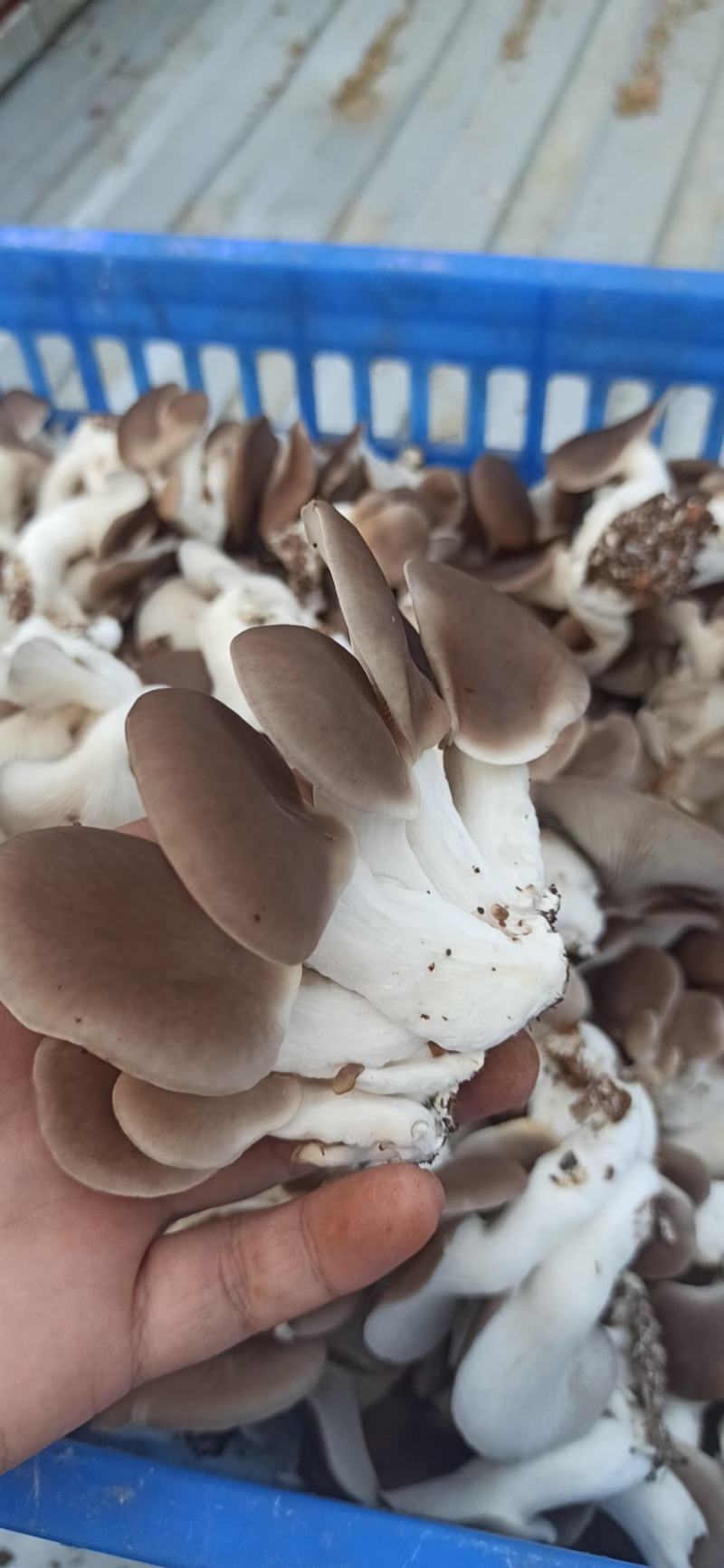 秀珍菇真秀台秀欢迎新老客户询问