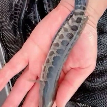 优质乌鱼苗，品质好成活率高量大包送