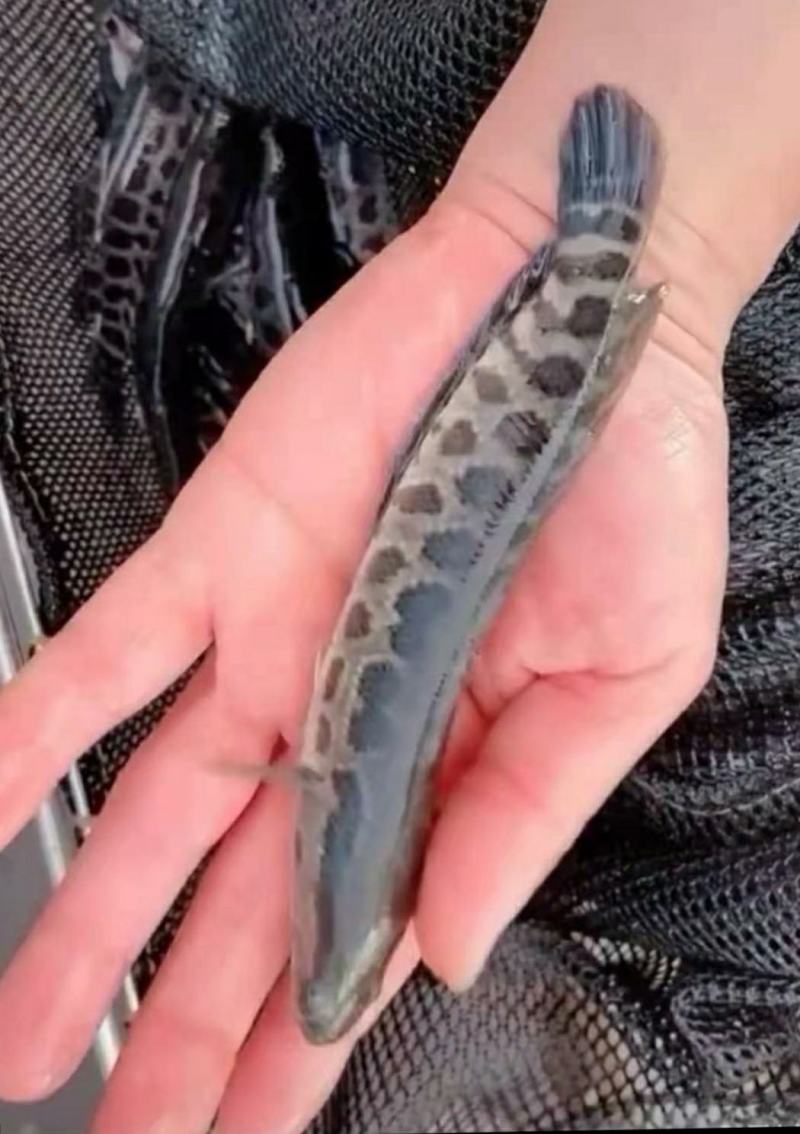 优质乌鱼苗，品质好成活率高量大包送
