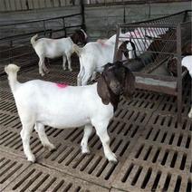 波尔山羊种公羊种母羊羊羔怀孕母羊长势快全国
