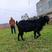 金堂努比亚黑山羊四季引种货源充足，疫情期间隔空视频选羊！