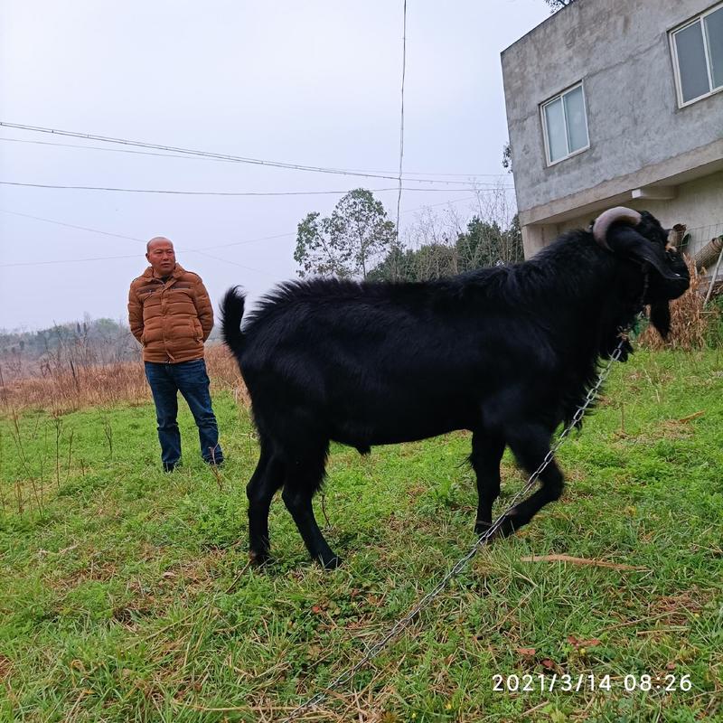 金堂努比亚黑山羊四季引种货源充足，疫情期间隔空视频选羊！