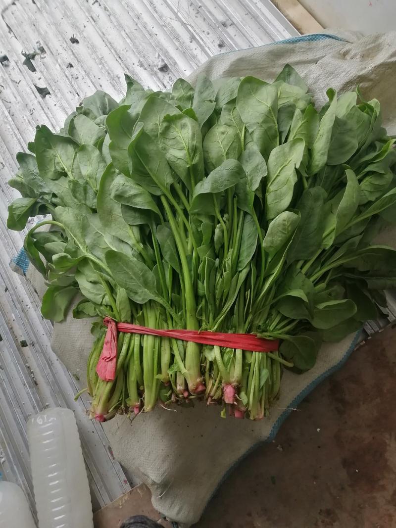 高杆菠菜、质量好量大、35~40厘米