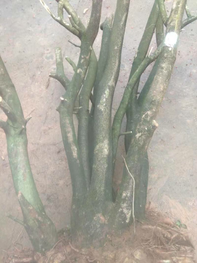 枸骨树现货，长期大量供应各种大小形态的都有