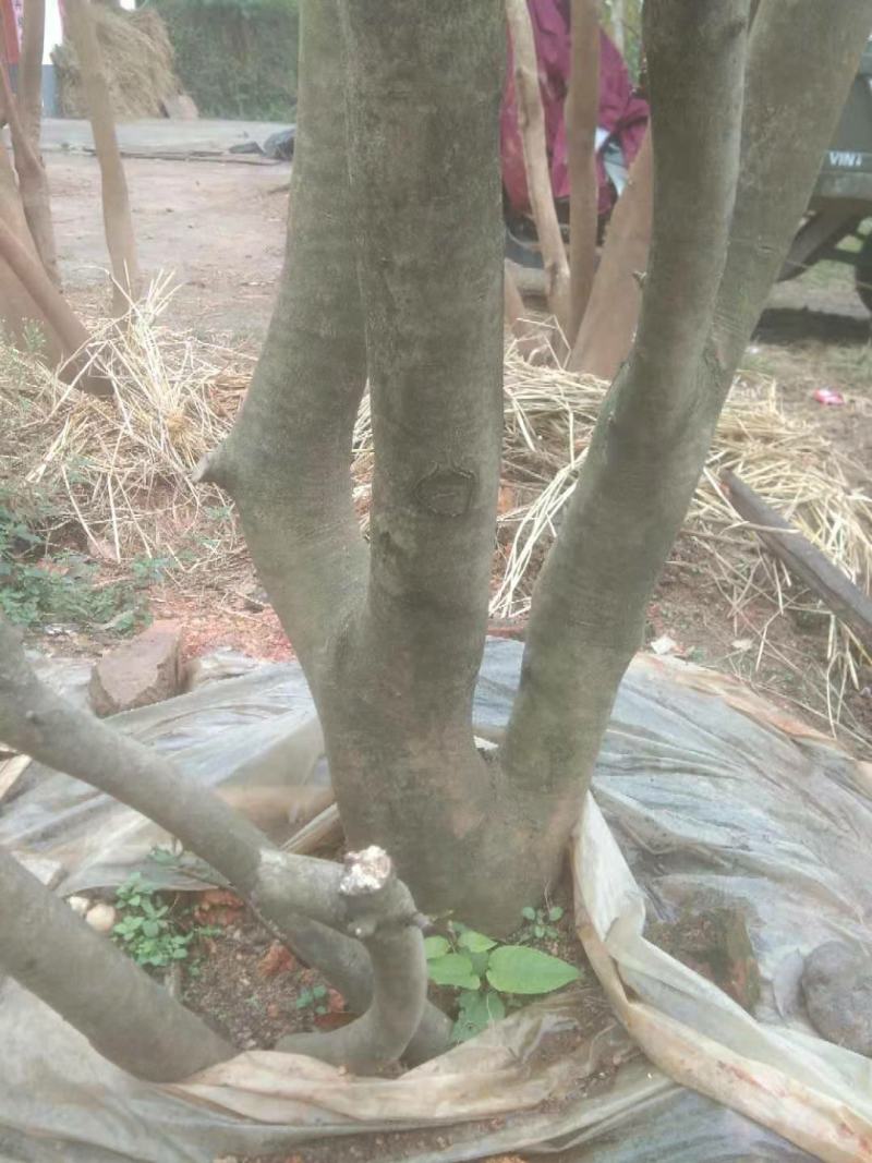枸骨树现货，长期大量供应各种大小形态的都有