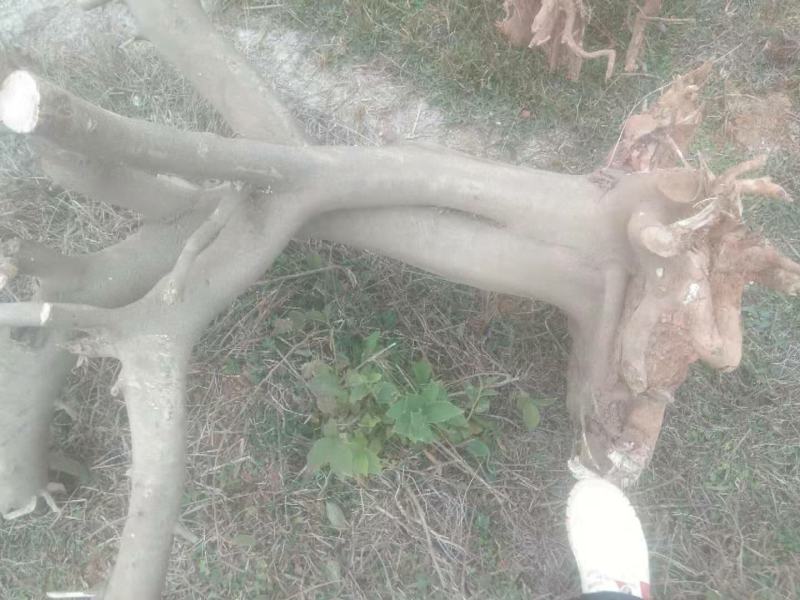 枸骨树现货，长期大量供应各种大小形态的都有