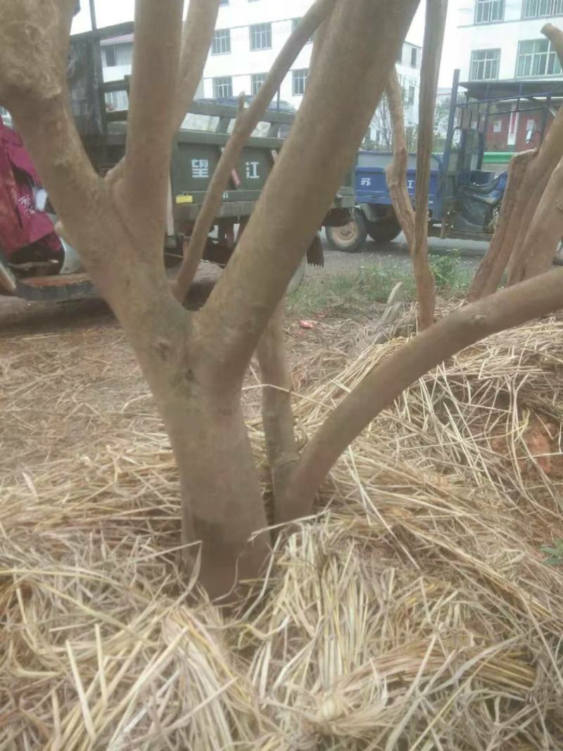 枸骨树现货，长期大量供应各种大小形态的都有