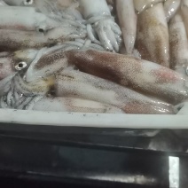 北部湾灯光鲜鱿（当晚鱿和隔晚鱿都有）